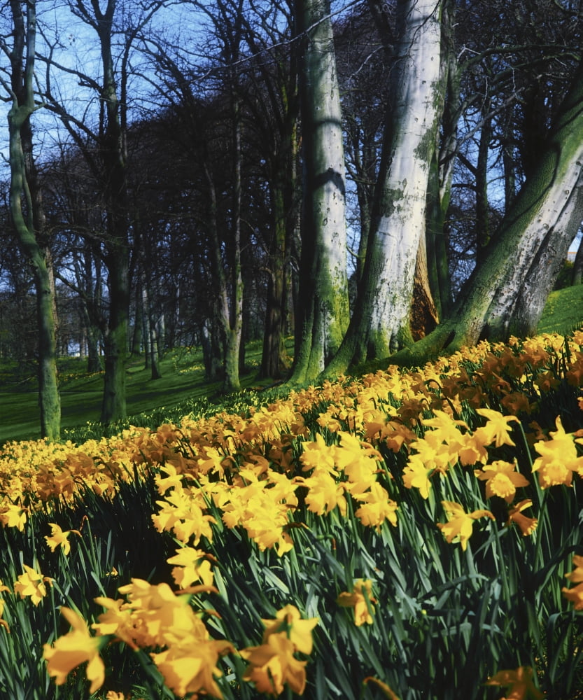 Daffodils (Narcissus) Flowers In A Forest Canvas Art - The Irish Image Collection Design Pics (26 x 32)