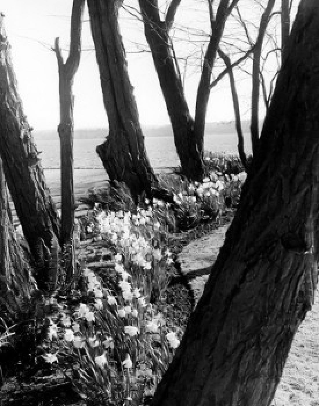 Daffodils and Locust Trees Canvas Art - (24 x 36)