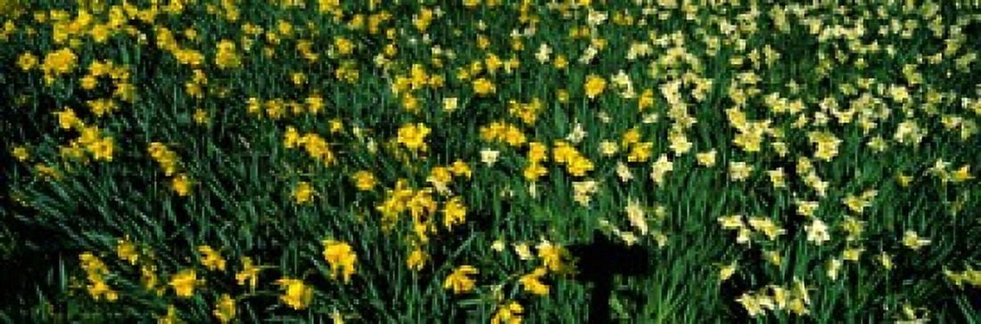 Daffodils in Green Park City of Westminster London England Canvas Art - Panoramic Images (36 x 12)