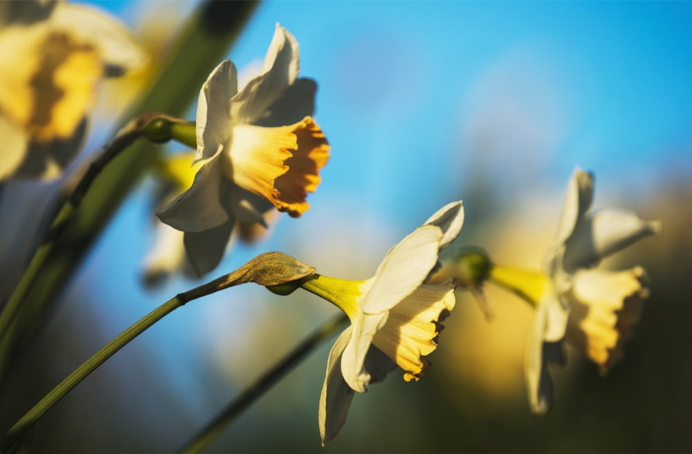 Daffodils in bloom Astoria Oregon United States of America Canvas Art - Robert L Potts Design Pics (19 x 12)