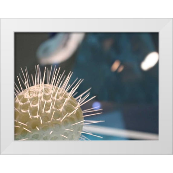 Dag, Inc. 18x15 White Modern Wood Framed Museum Art Print Titled - Underwater World 34