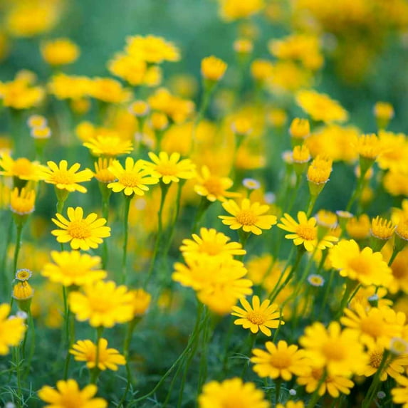 Dahlberg Daisy Seeds - Thymophylla Tenuiloba Ground Cover Seed - 10000 Seeds