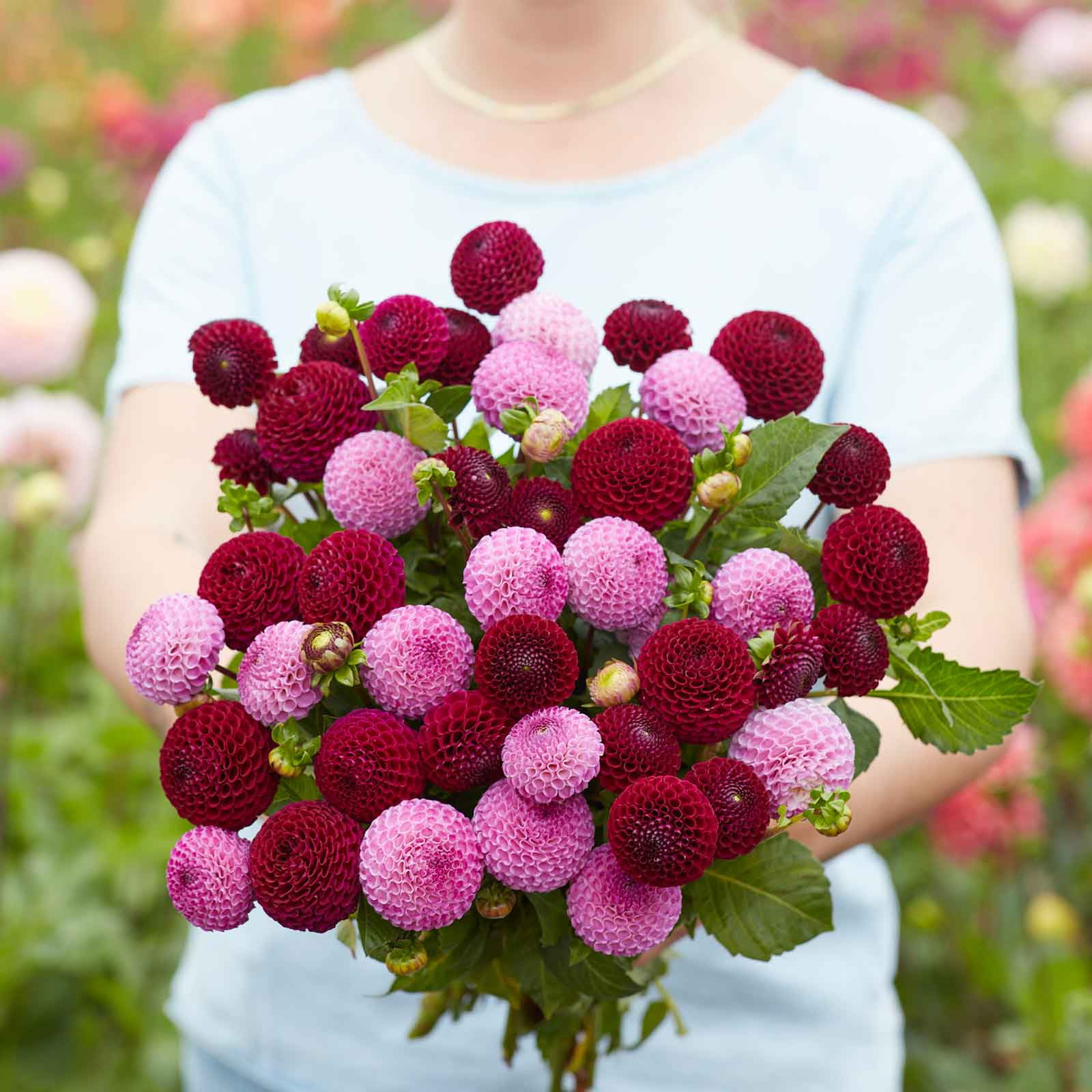 Dahlia Bulbs Berry Bliss Duo 4 Bulbs Pink Flower Bulbs, Tuber