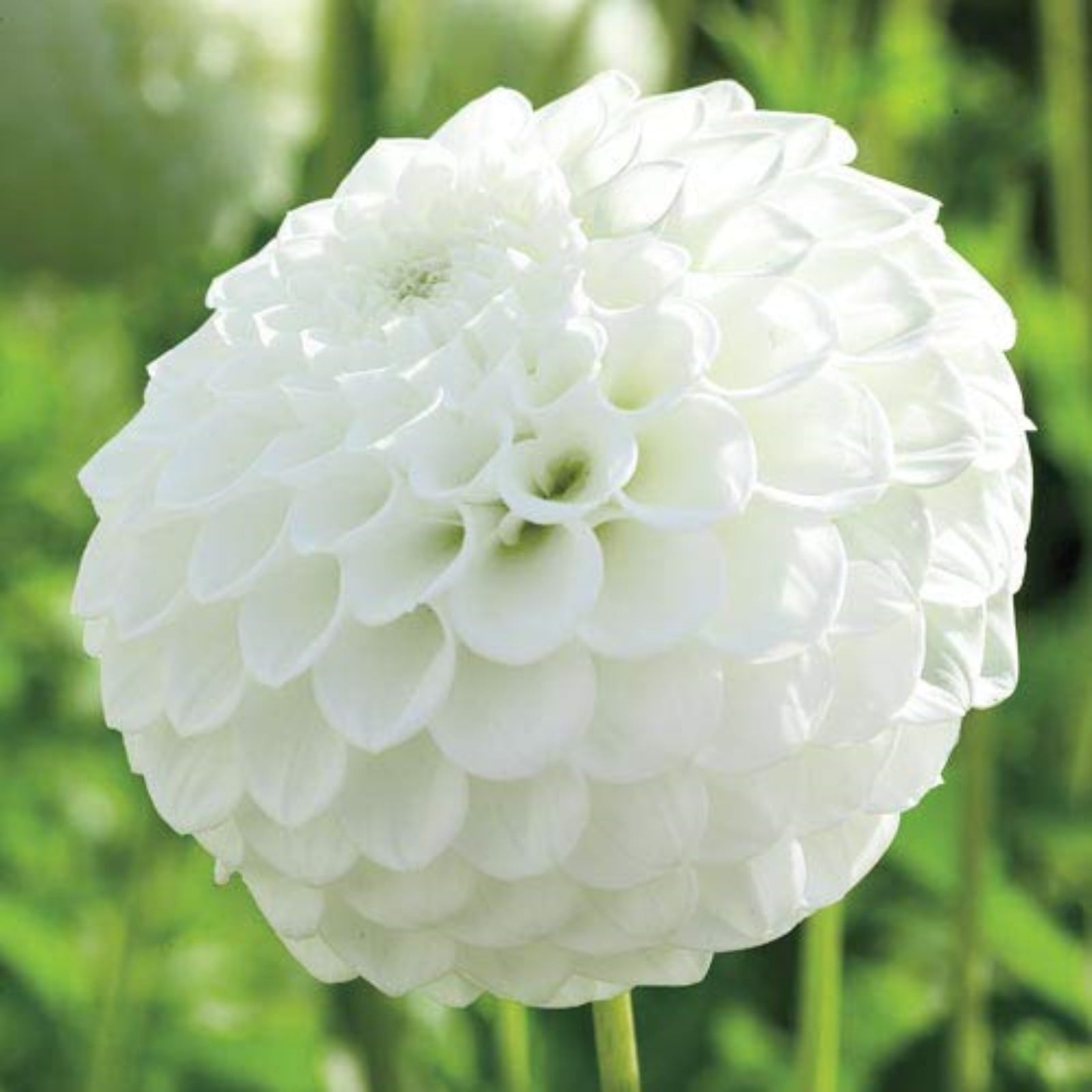 Dahlia Bulbs,Dahlia Bulbs For Planting Perennial,Dahlia Roots,Dahlia