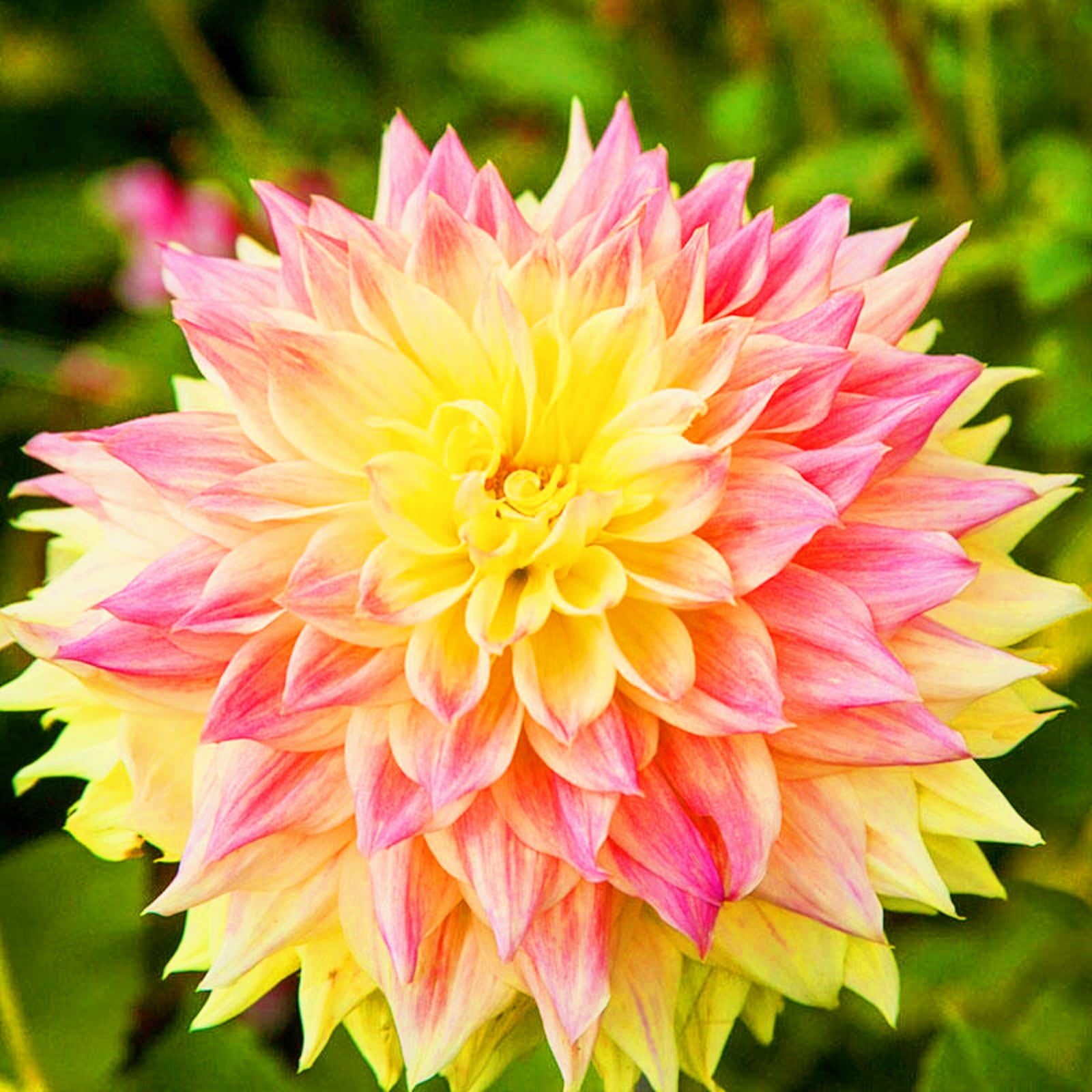 Dahlia BulbsDahlia Bulbs For Sale Dahlia Tubers Bulk Dahlia Plants