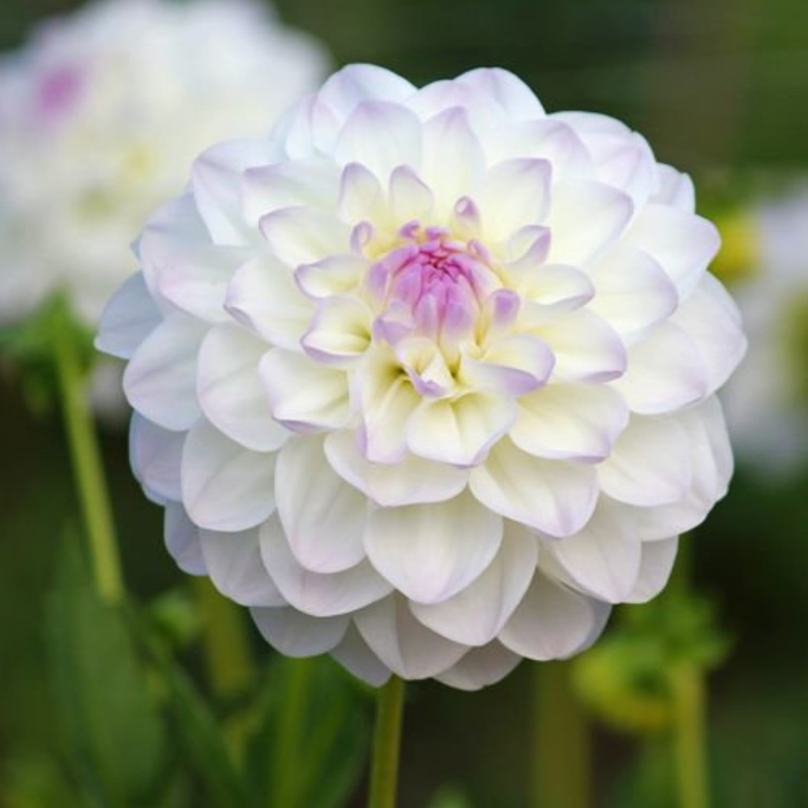 Dahlia Bulbs Dahlias Are Large, EyeCatching Flowers Dahlias Attract