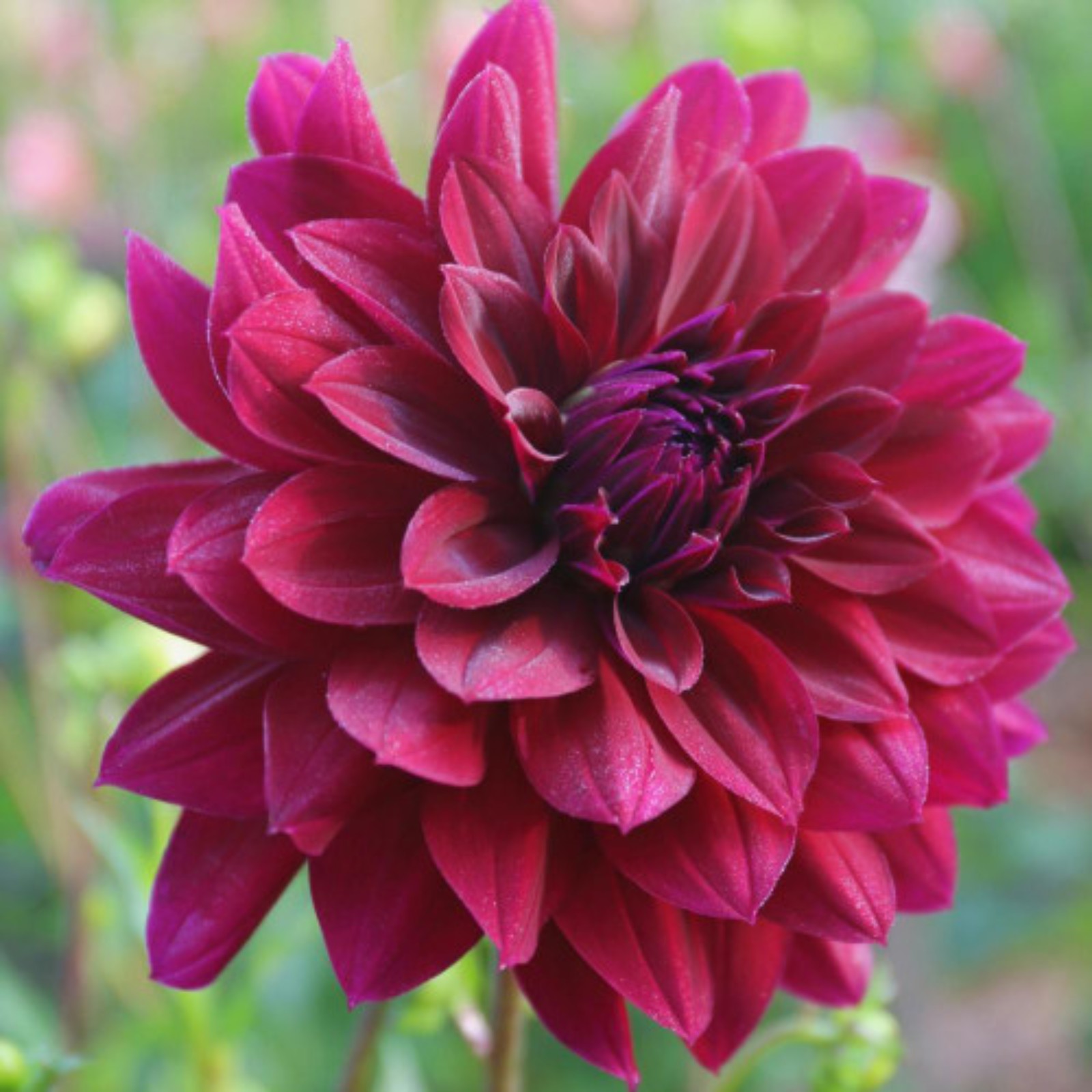 Dahlia Bulbs Dahlias Are Large, EyeCatching Flowers Dahlias Attract