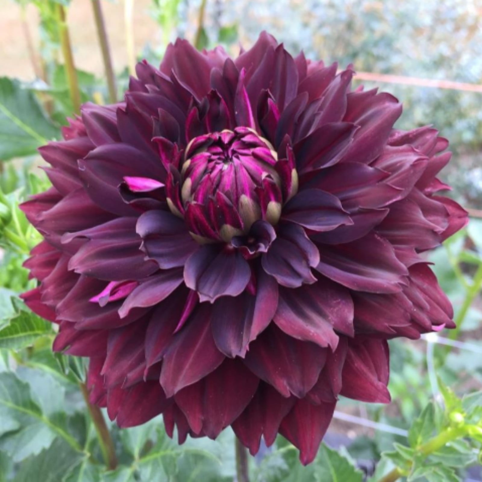 Dahlia Bulbs Dahlias Are Large, EyeCatching Flowers Dahlias Attract