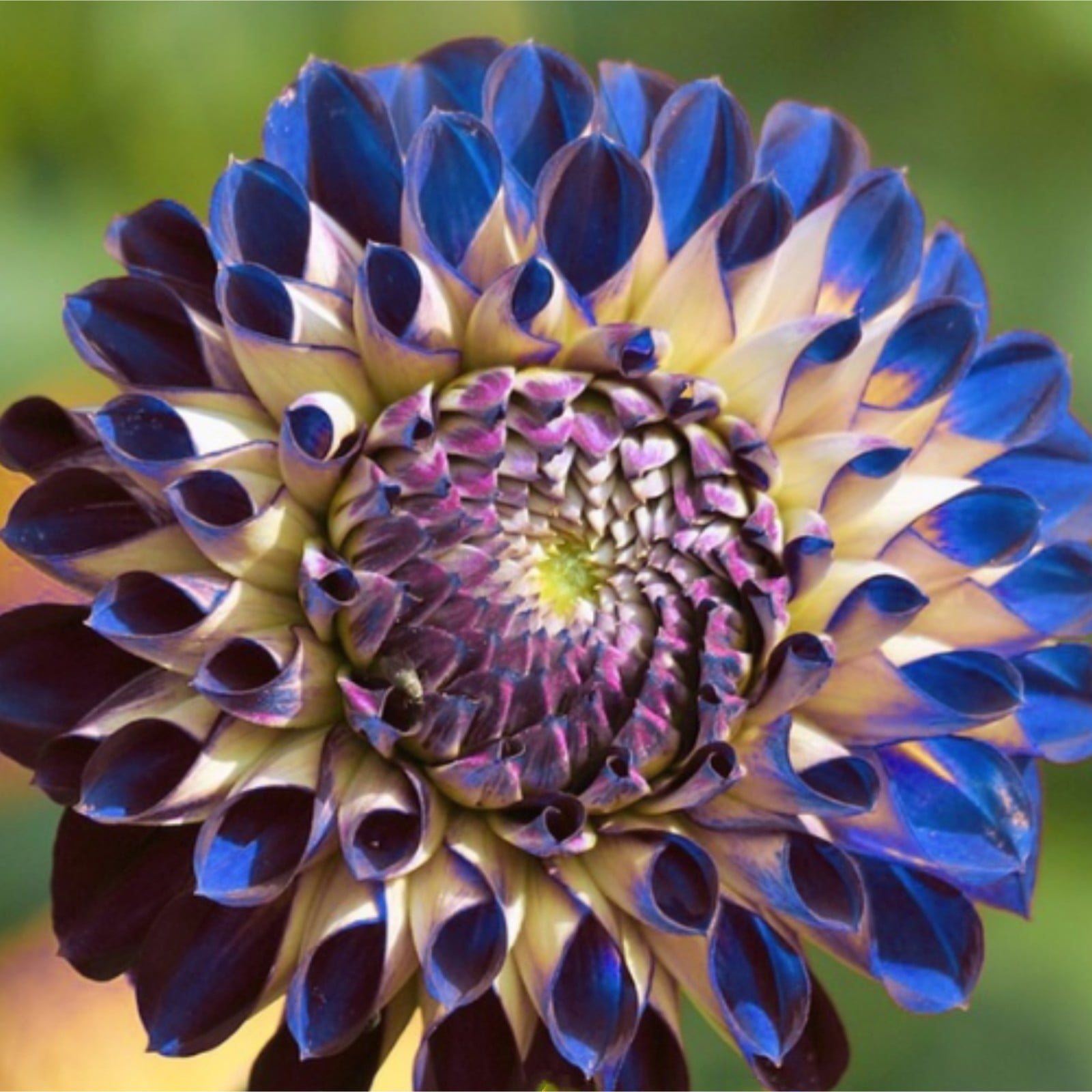 Dahlia Bulbs Dahlias Are Large, Eyecatching Flowers Dahlias Are