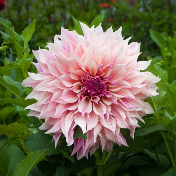 Dahlia Bulbs (Dinnerplate) - Cafe Au Lait Royal - 4 Bulbs - Pink Flower  Bulbs, Tuber Attracts Bees, Attracts Butterflies, Attracts Pollinators,  Easy