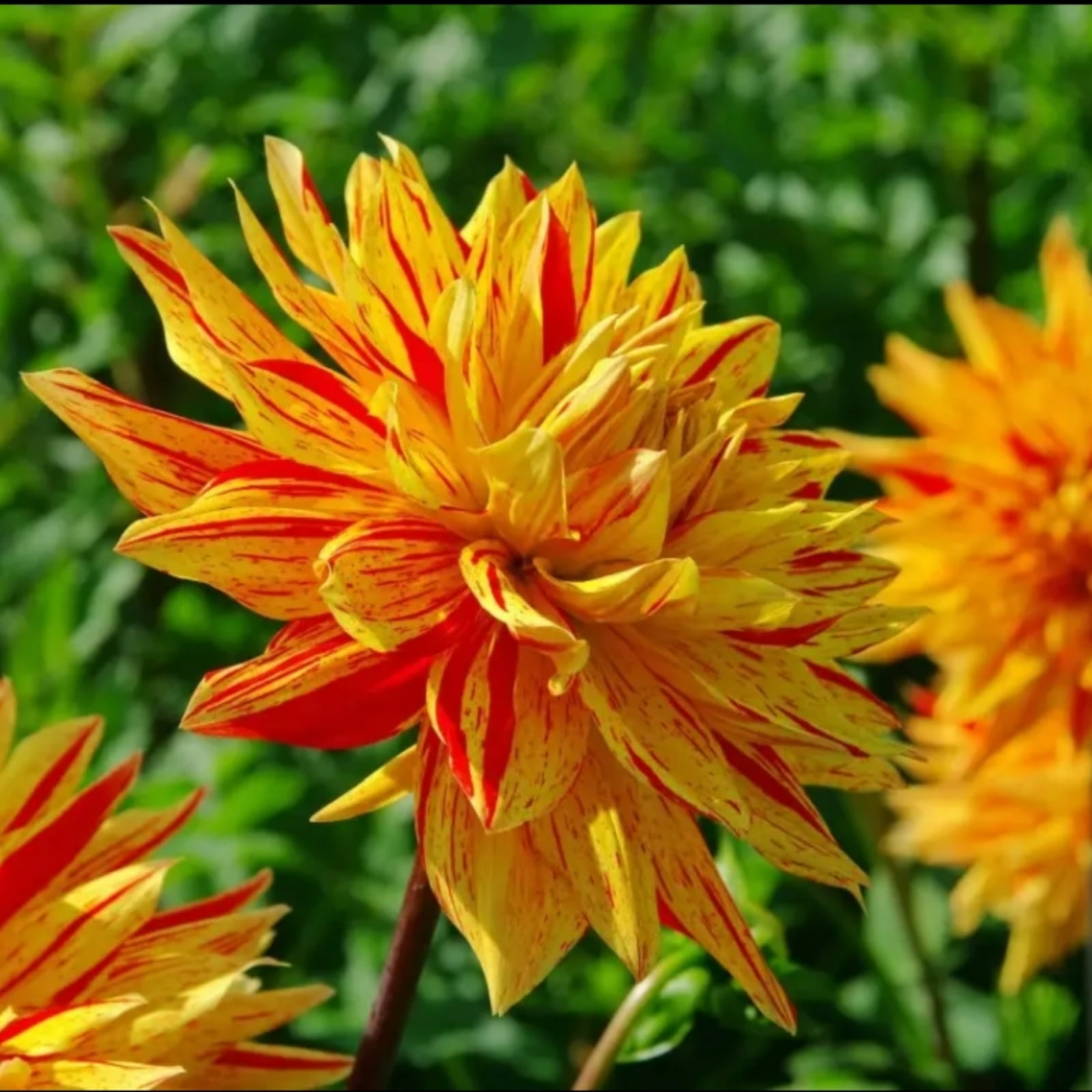 Dahlia Bulbs Flower Plant Planted Perennial Can Grow Well in Flower