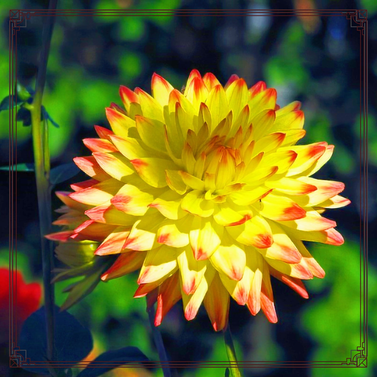 Dahlia Bulbs Flower Plant Planted Perennial Can Grow Well in Flower