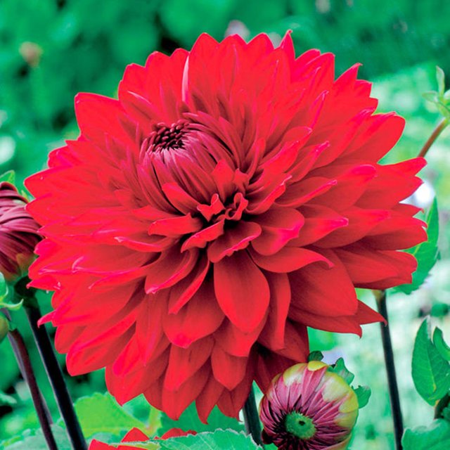 Dahlia Bulbs For Planting, Easy And Fun, Are Very Popular In Gardening