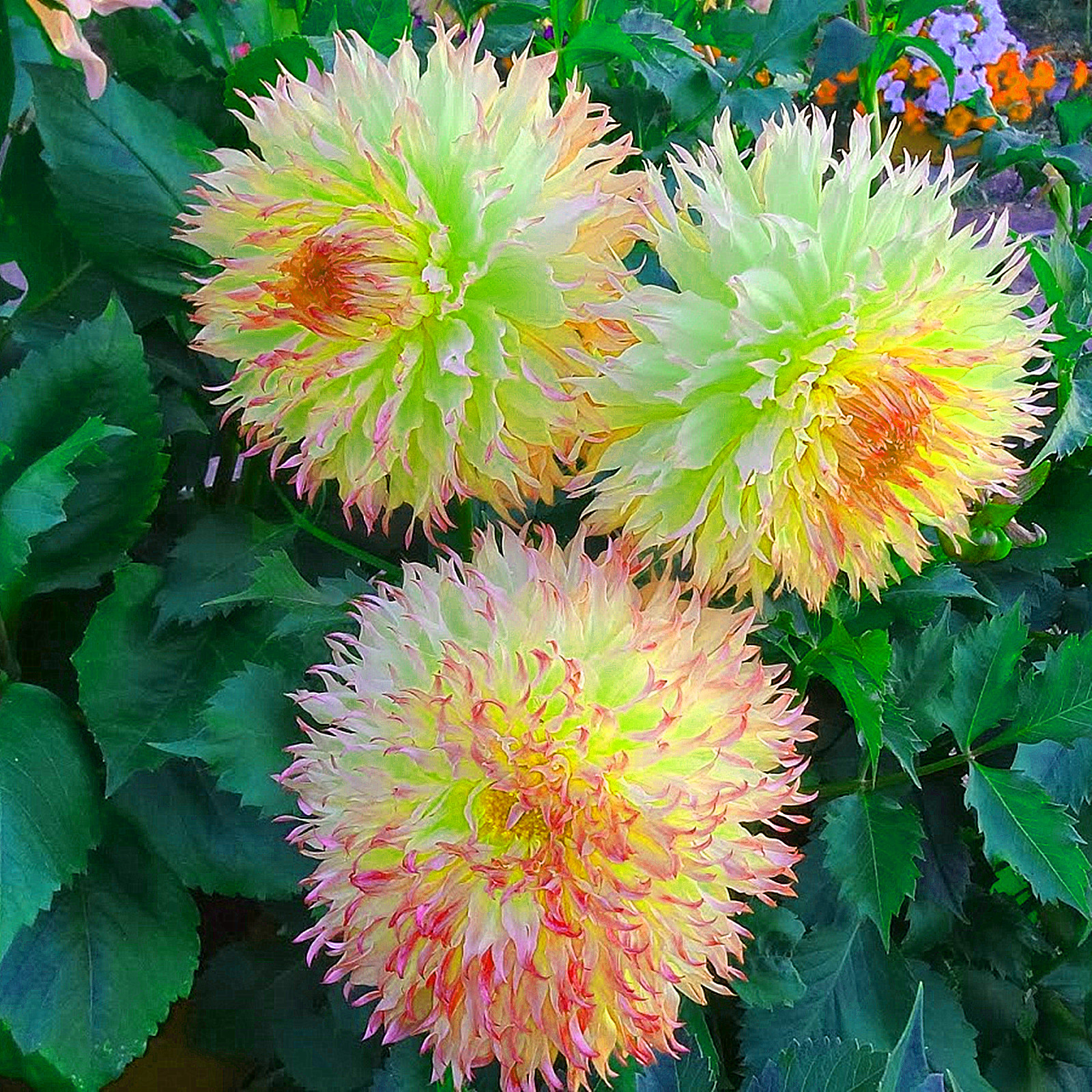 Dahlia Bulbs, Long Flowering Period,Dahlia Tubers, Perennial Plants