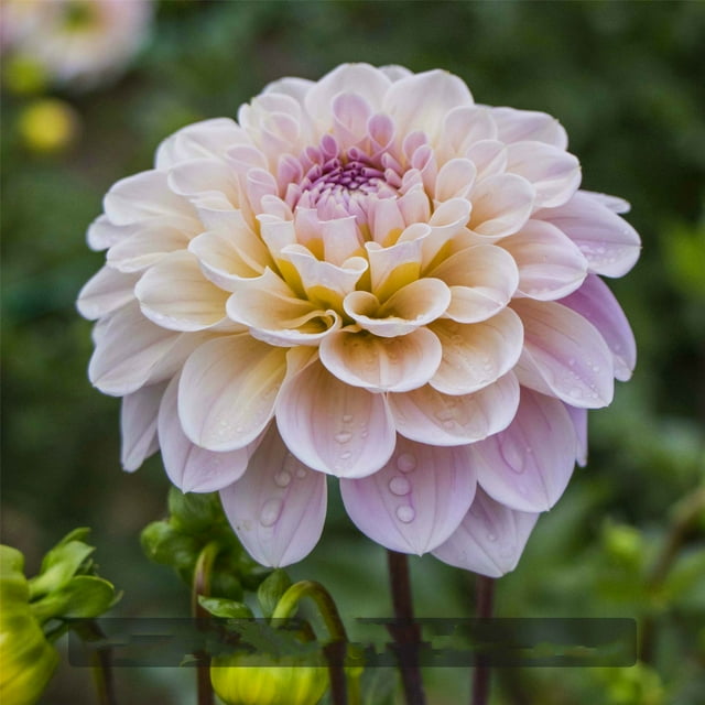 Dahlia Bulbs, Long Flowering Period, Perennial Plants,Big Flowers,Showy