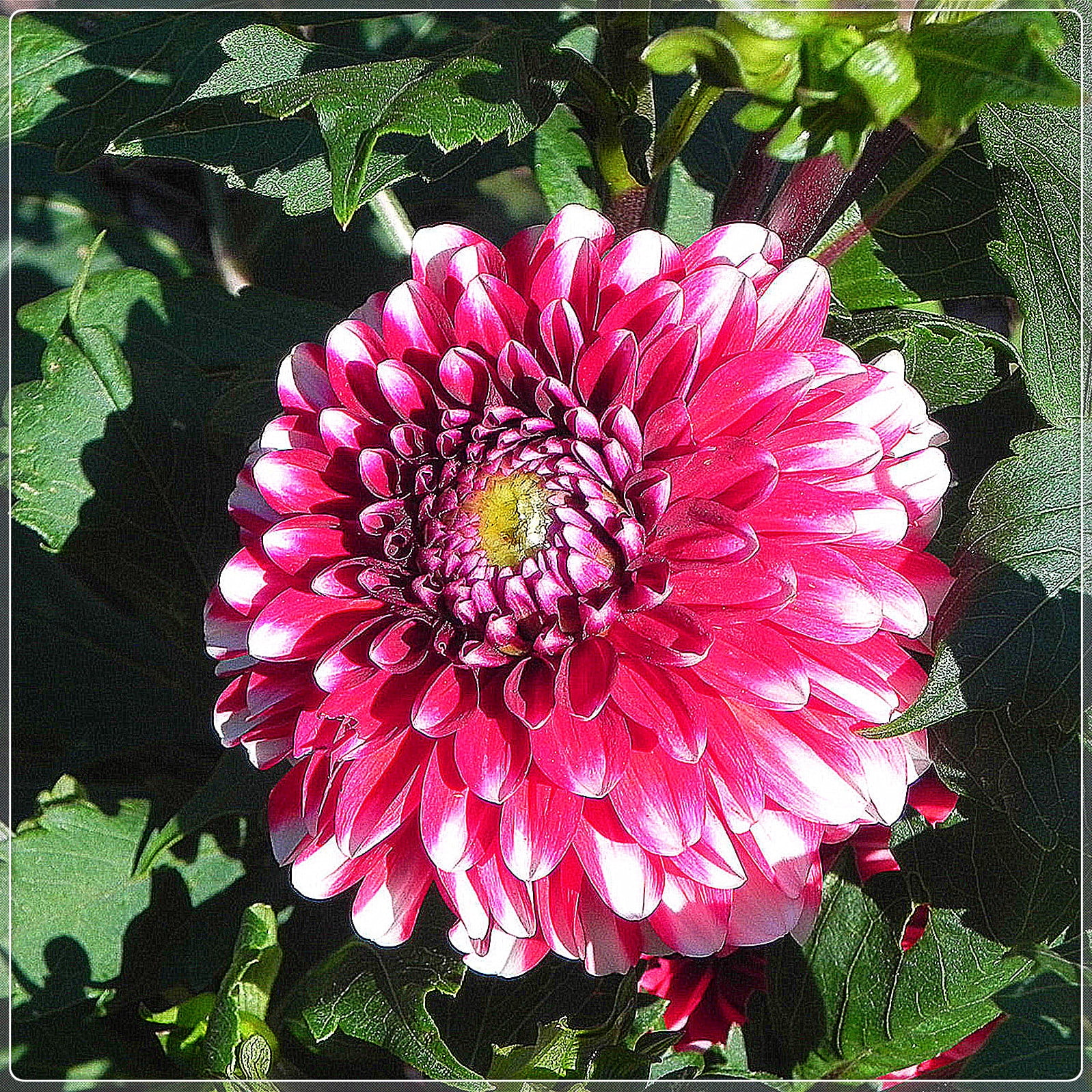 Dahlia Bulbs, Long Flowering Period,Perennial Plants,Delicate And
