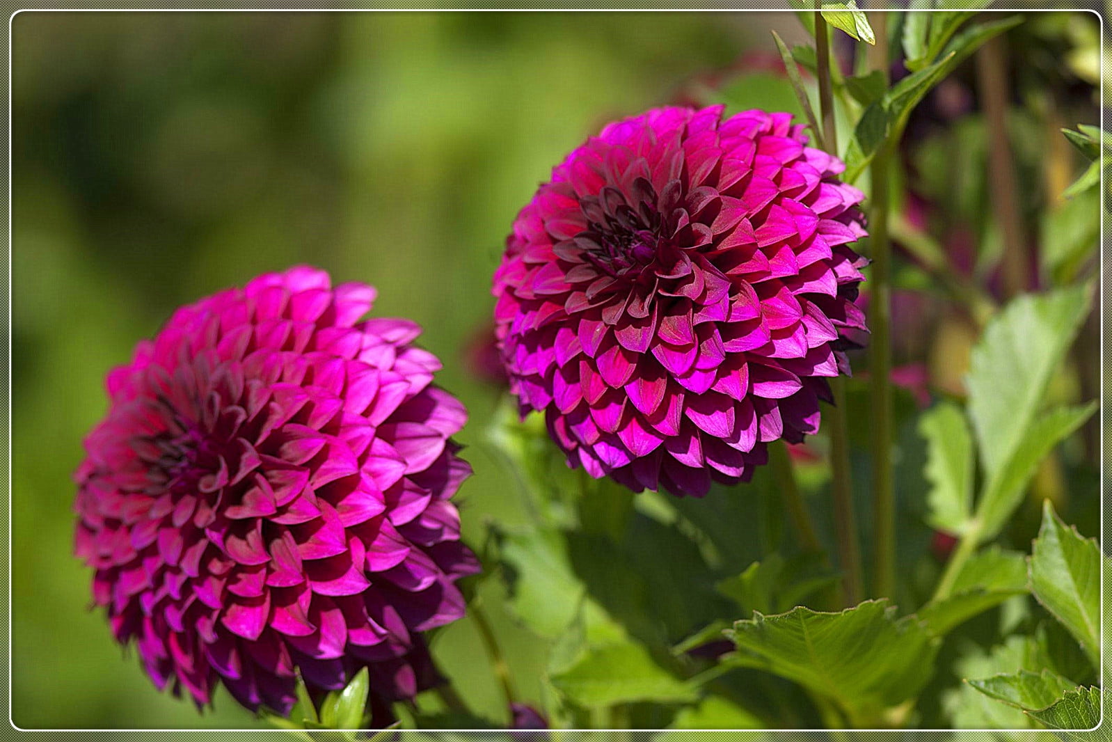 Dahlia Bulbs, Long Flowering Period,Perennial Plants,Showy,Big Flowers ...