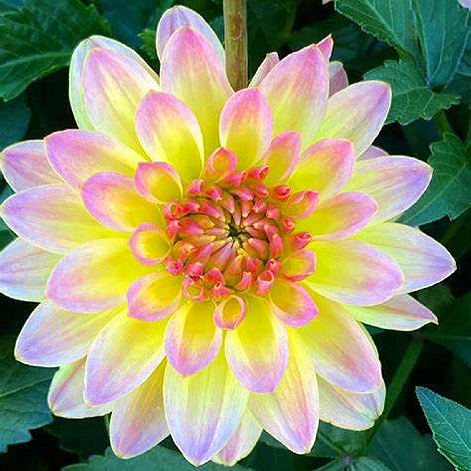 Dahlia Bulbs, Long Flowering Period,Showy, Big Flowers,Dahlia Tubers