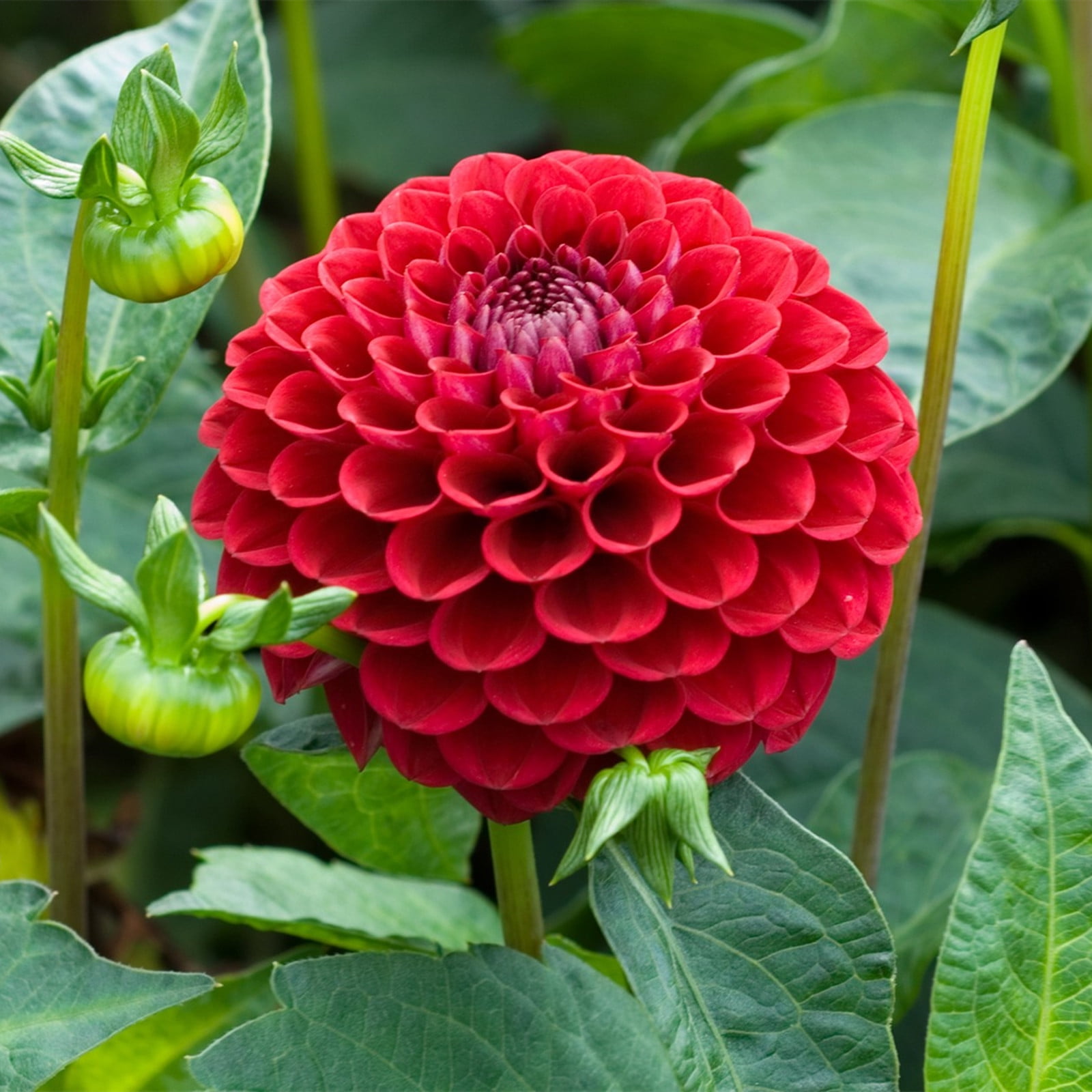 Dahlia Bulbs, Long Flowering Period, Showy,Big Flowers,Perennial Plants