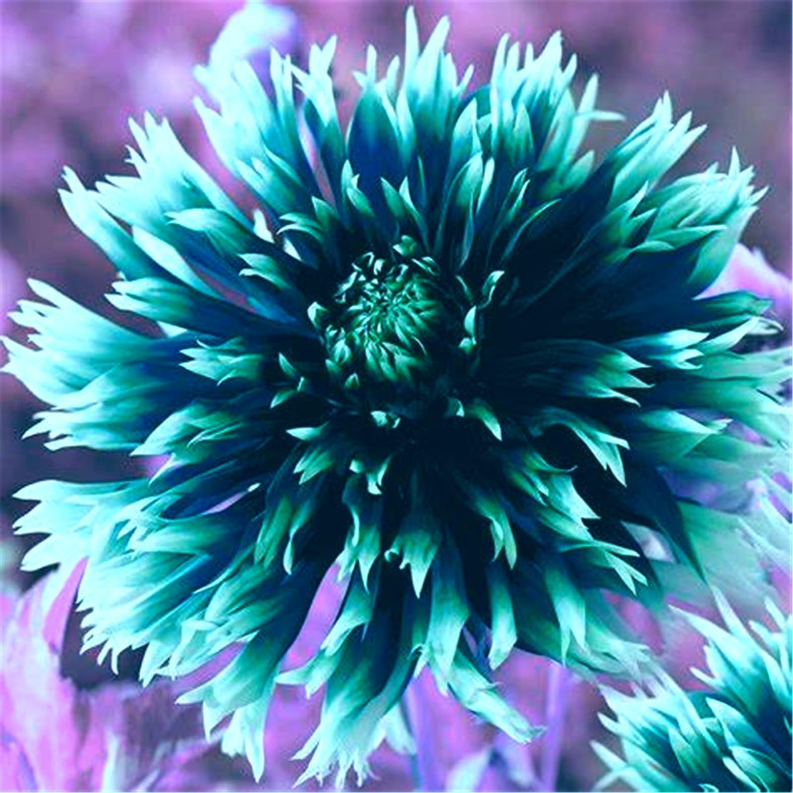 Dahlia Bulbs Long Lasting Blooms, Perennial Hybrid Dahlia Plant