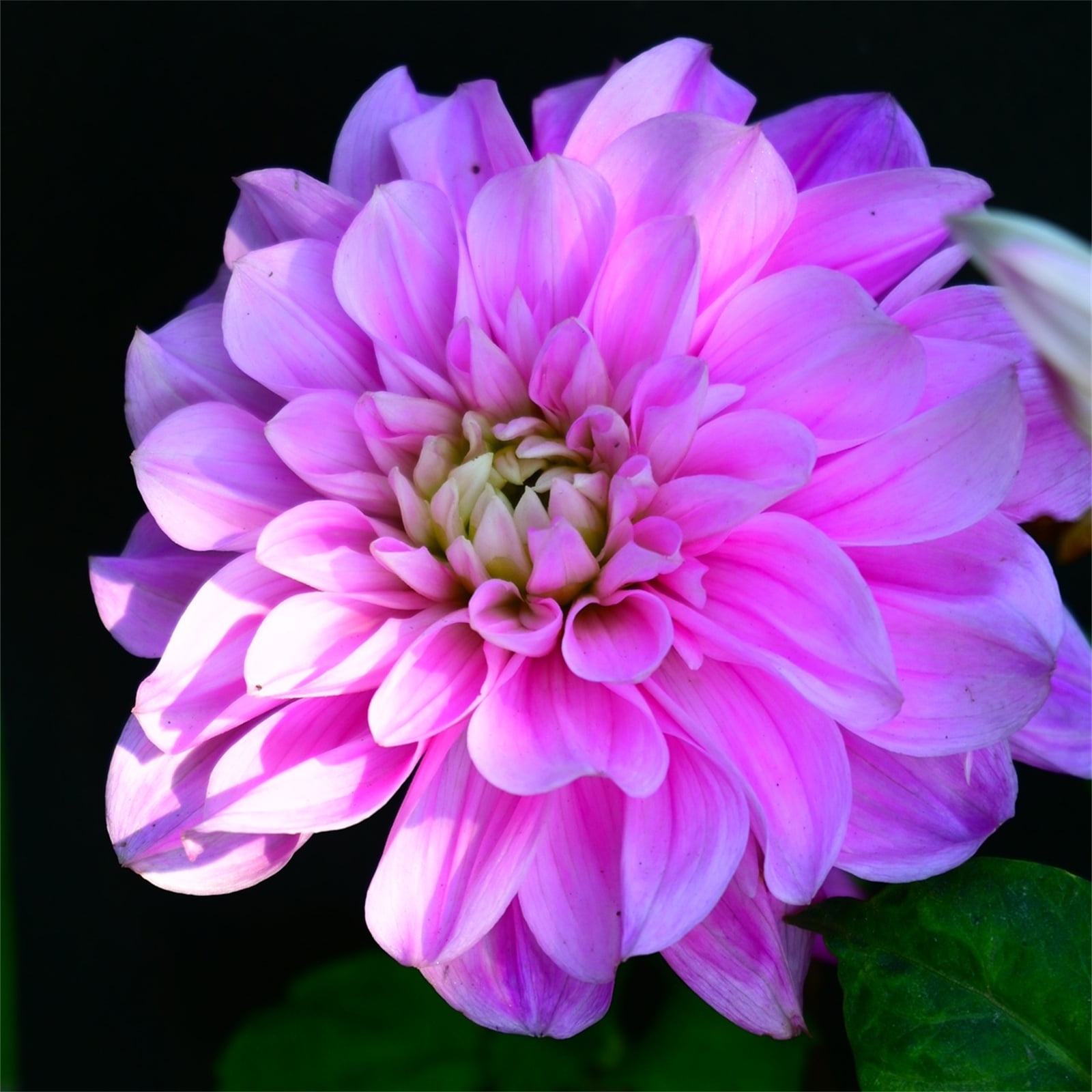 Dahlia Bulbs Lovely Bulbs Tubers Bulk Flower Plant Planted Perennial