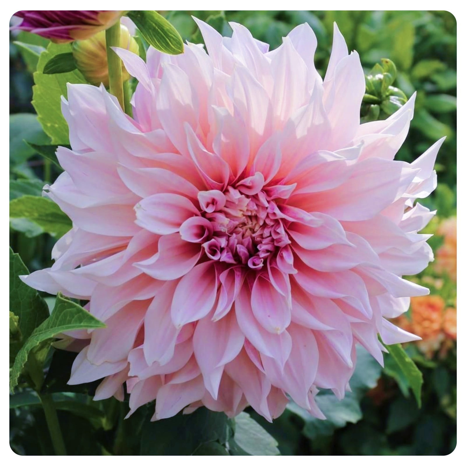 Dahlia Bulbs Perennial Can Grow Well in Flower Pots Lovely Bulbs Tubers