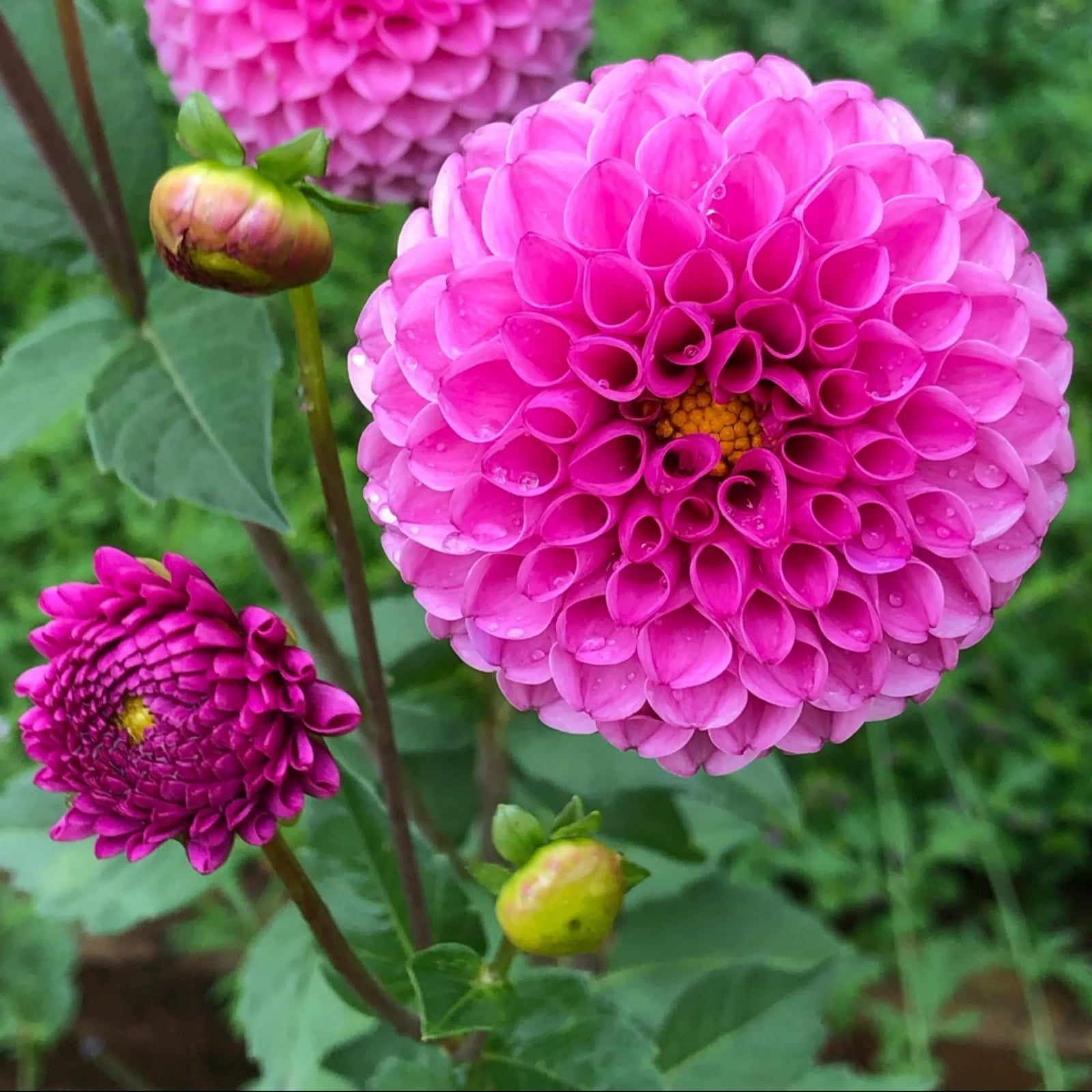 Dahlia Bulbs Plant Planted Perennial Can Grow Well in Flower Pots