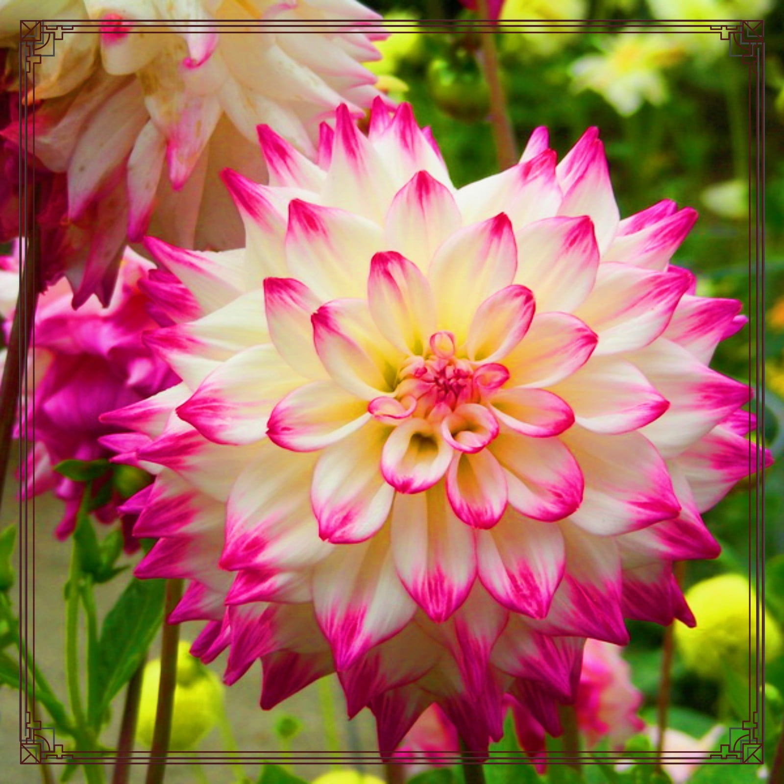 Dahlia Bulbs Planted Perennial Can Grow Well in Flower Pots Lovely