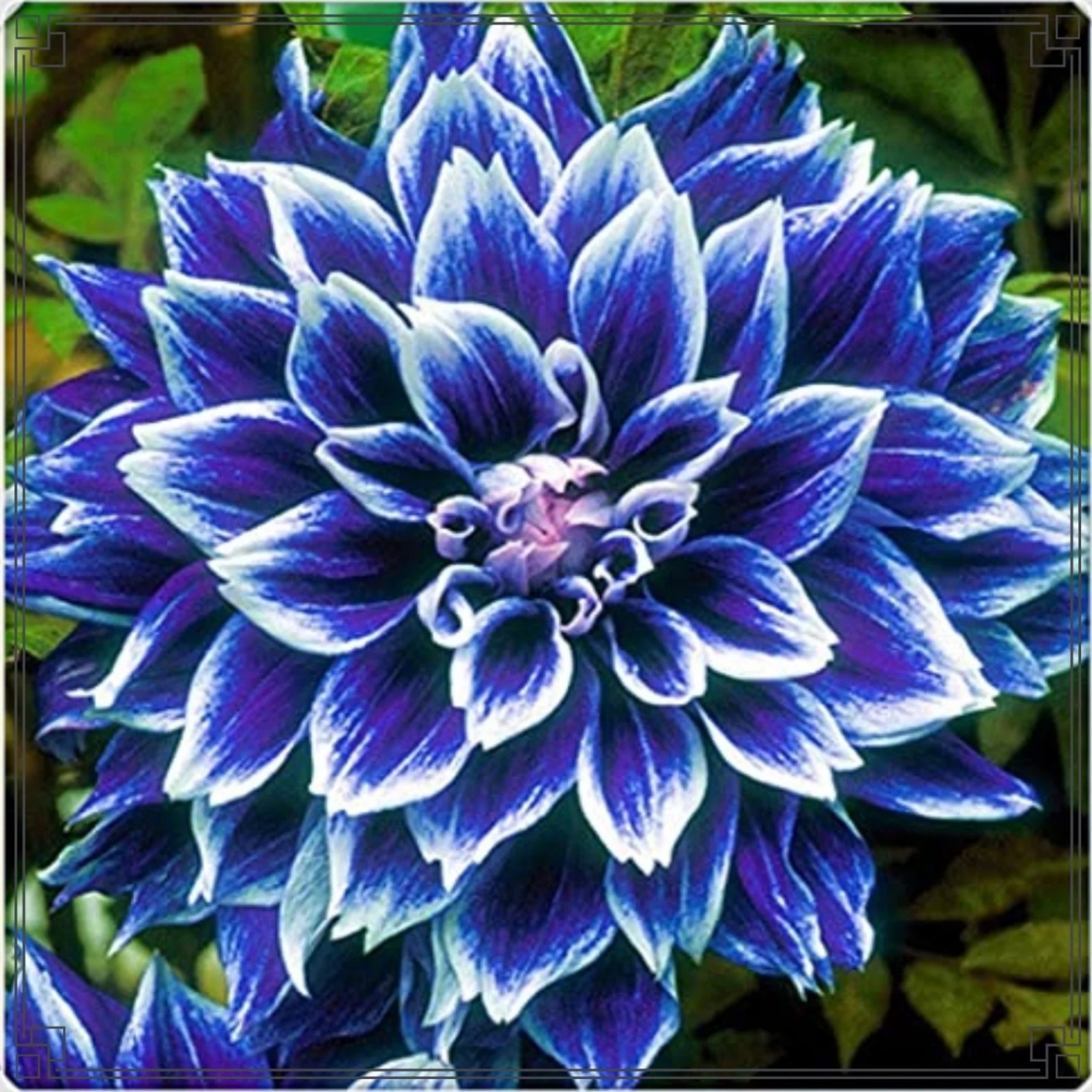 Dahlia Bulbs,Professional Planting,Dahlia Bulbs For Planting Perennial