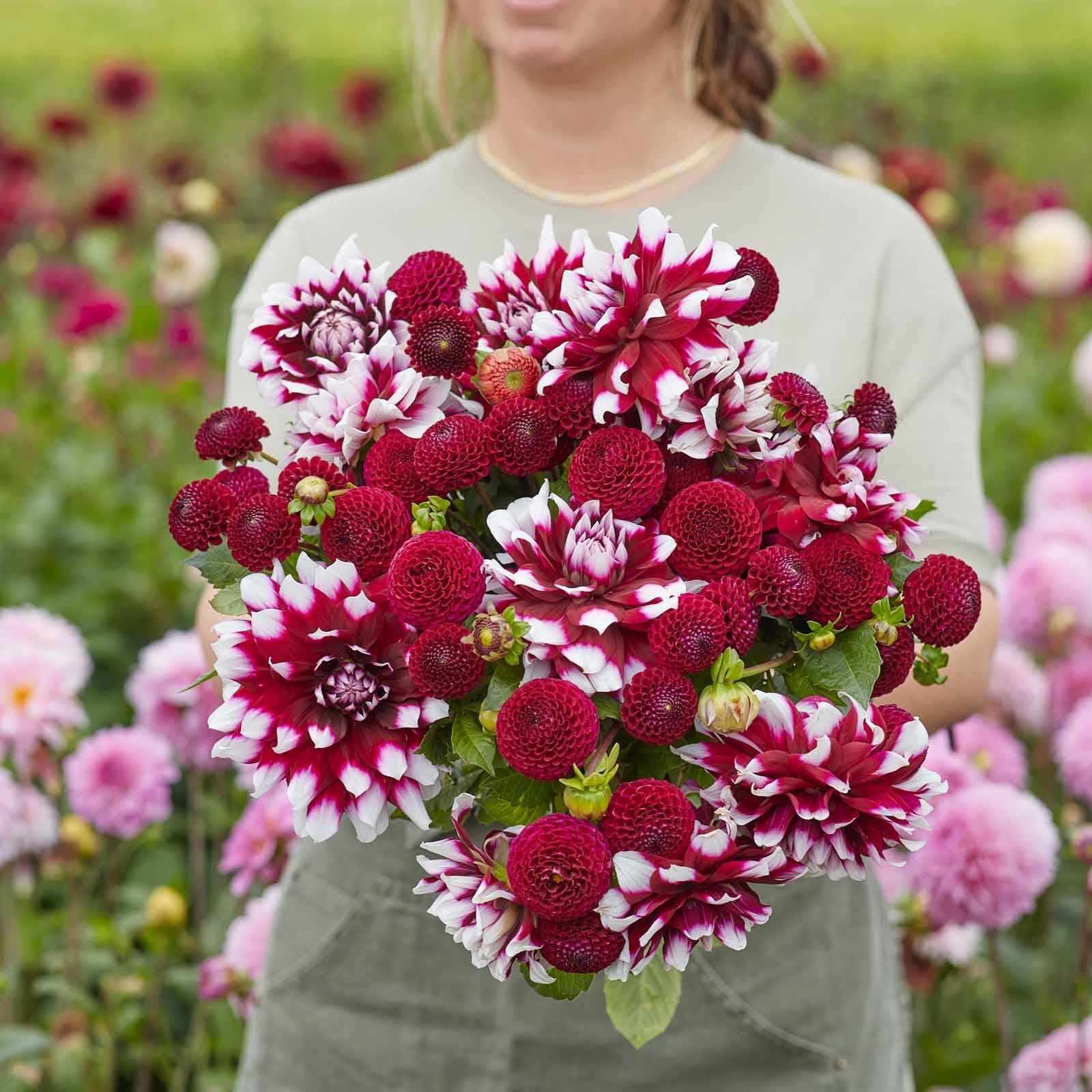 Dahlia Bulbs Showstopper Duo 4 Bulbs Red Flower Bulbs, Tuber