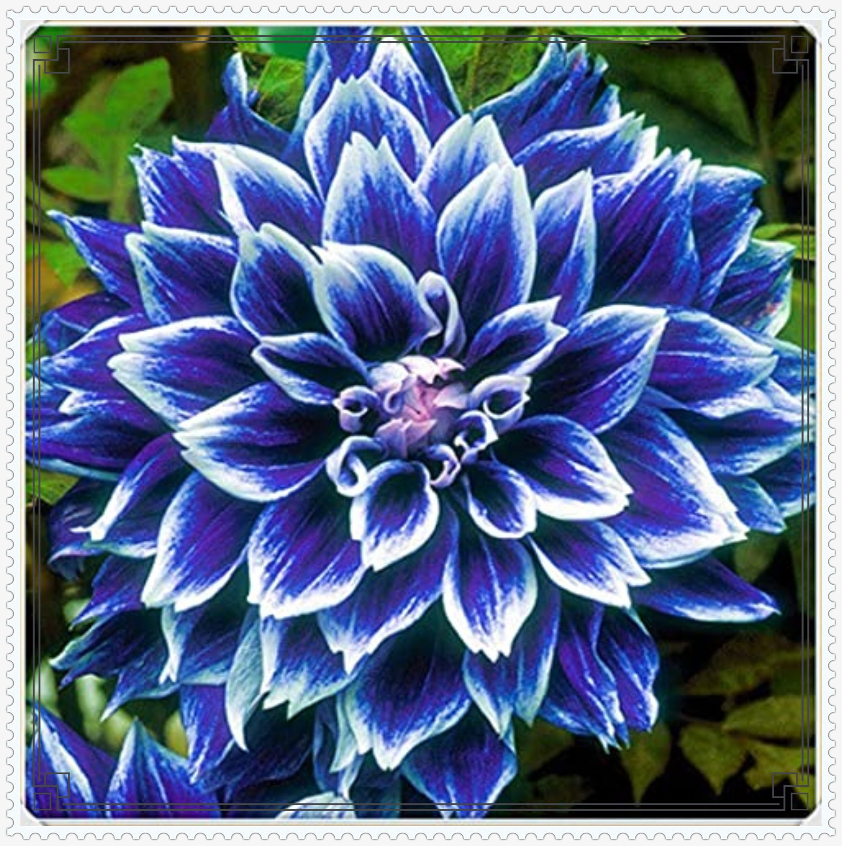 Tulip Bulbs, Tulip Bulbs,Tulip Plant Live Large Tulip Plant,Tulip