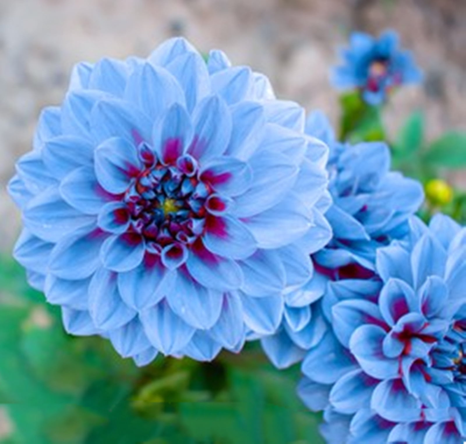 Dahlia Bulbs for Sale Dahlia Plants Bulbs/Dahlia Bulbs For Planting