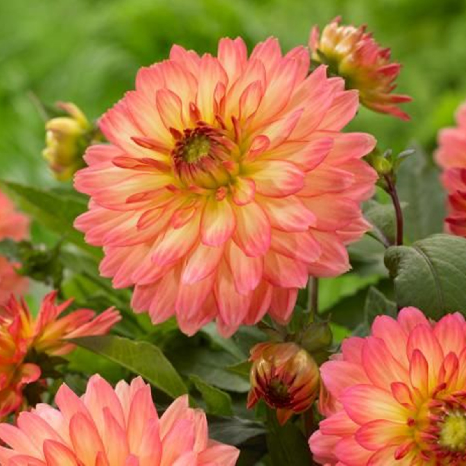 Dahlia Bulbs for Sale Dahlia Plants Bulbs/Dahlia Bulbs/Healthy/Long