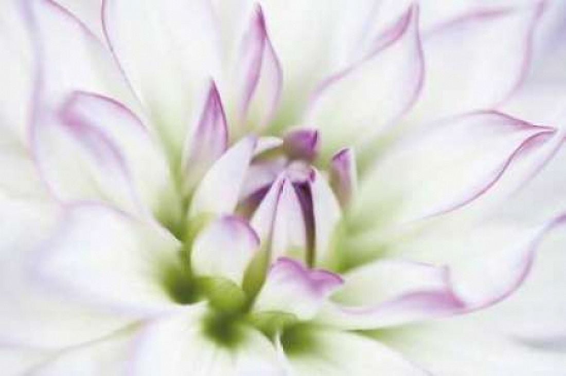 Dahlia Canvas Art - Dawn LeBlanc (12 x 18)