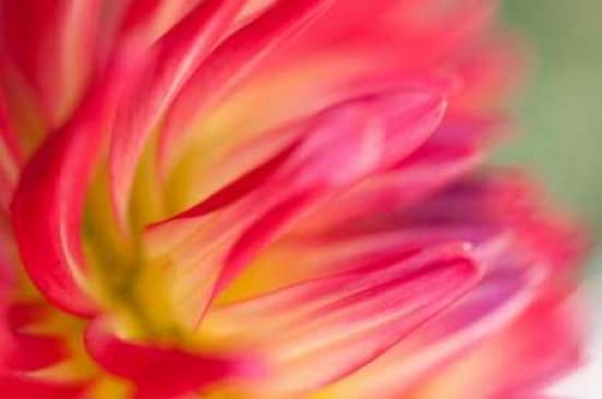 Dahlia Close-up I Canvas Art - Beth Wold (24 x 36)