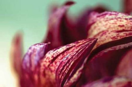 Dahlia Close-up II Canvas Art - Beth Wold (12 x 18)