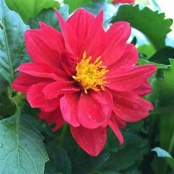 Dahlia Figaro Series Red ~25 Seeds – Colorful Annual Flower for Beds, Pots & Borders—Easy to Grow, Non-GMO—Compact Plants with Double Blooms—Full Sun—100+ Seeds