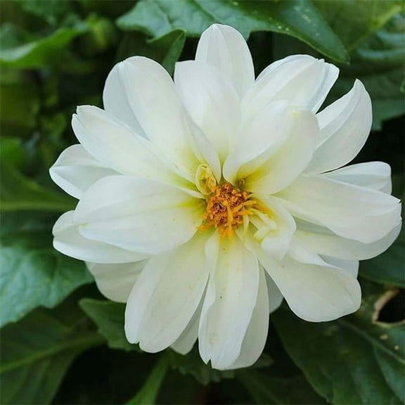 Dahlia Figaro Series White ~25 Seeds – Colorful Annual Flower for Beds, Pots & Borders—Easy to Grow, Non-GMO—Compact Plants with Double Blooms—Full Sun—100+ Seeds