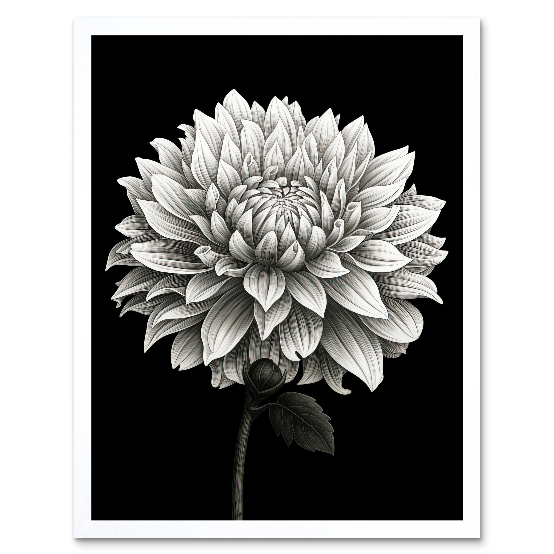 Dahlia Flower Bloom White on Black Illustration Art Print Framed Poster ...
