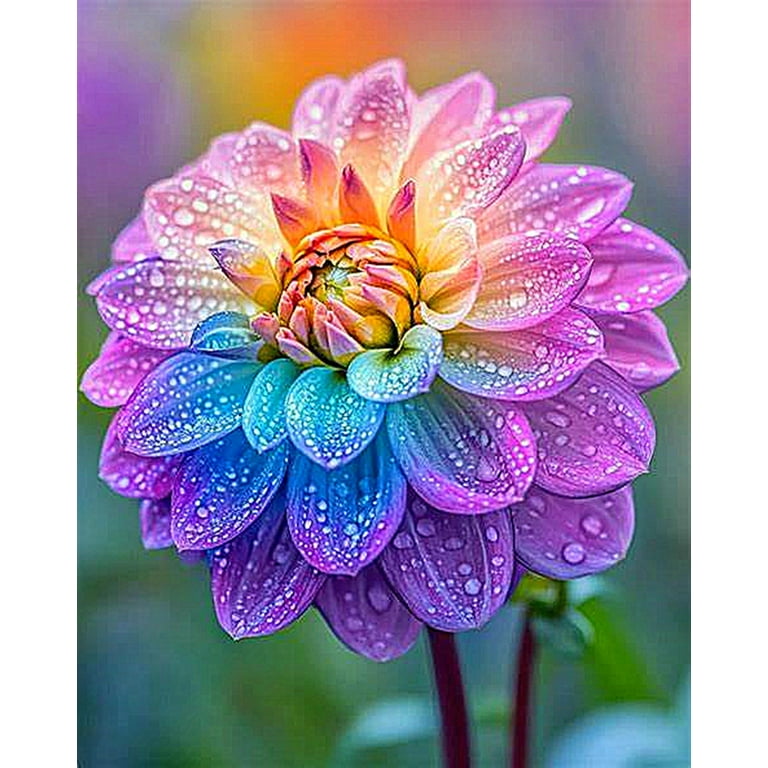 ＊Dahlia＊ページ Bloomquist Compare dahlia tubers for sale - Pedaling Petals