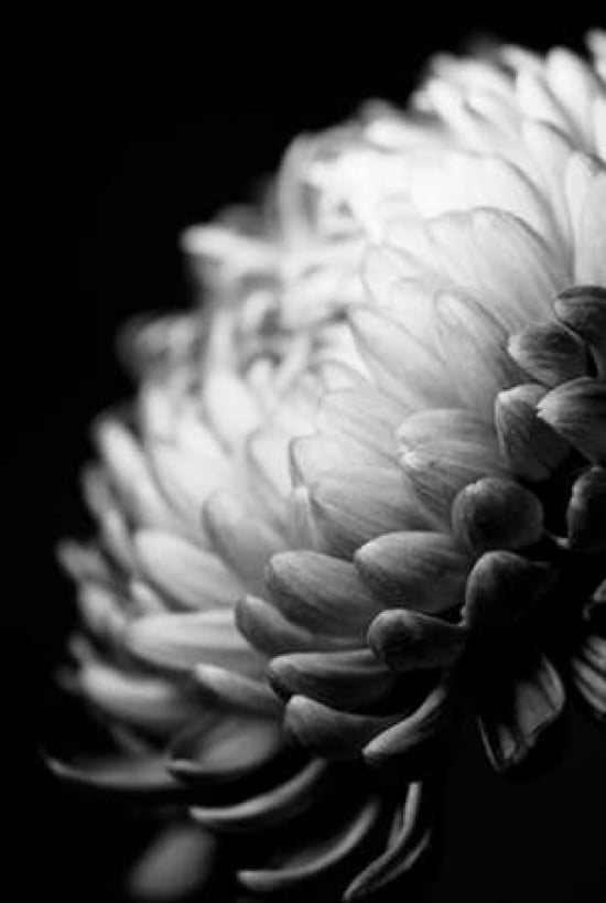 Dahlia I Canvas Art - Beth Wold (12 x 18)