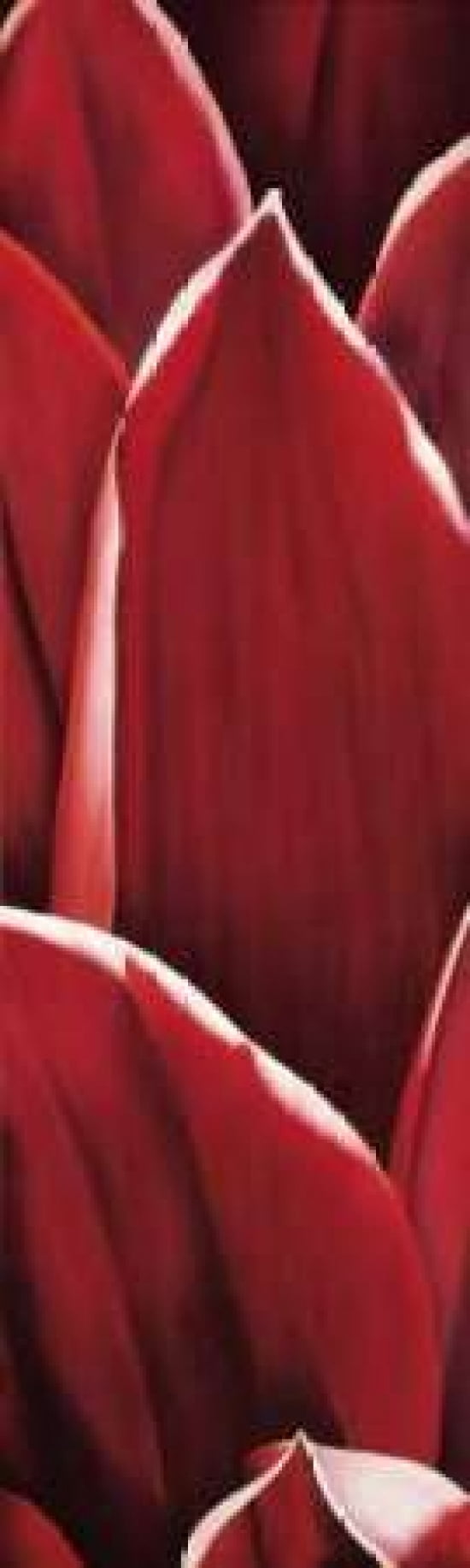 Dahlia I Canvas Art - Yvonne Poelstra-Holzhaus (8 x 24)