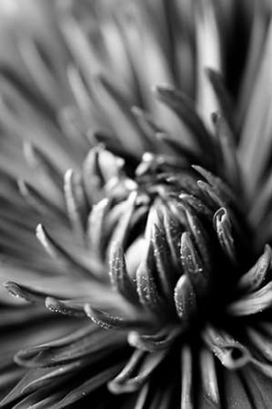 Dahlia II Canvas Art - Beth Wold (20 x 28)