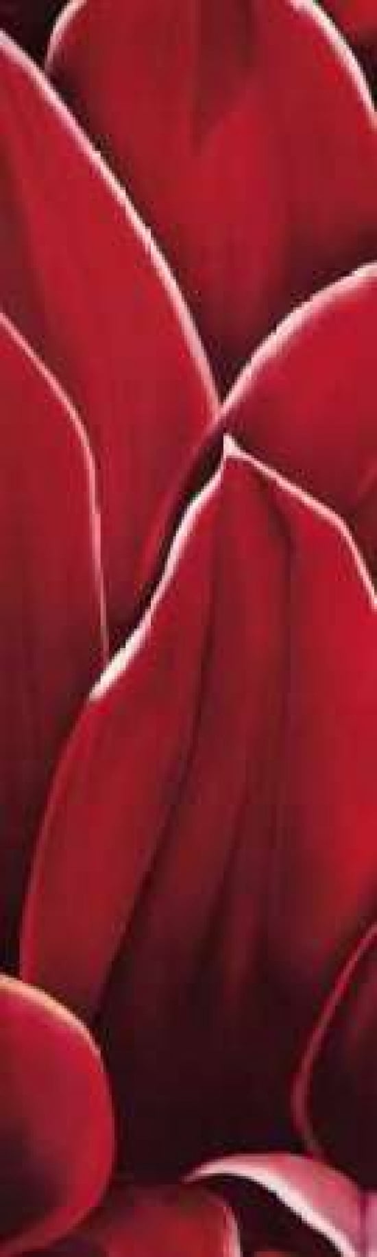 Dahlia II Canvas Art - Yvonne Poelstra-Holzhaus (12 x 36)
