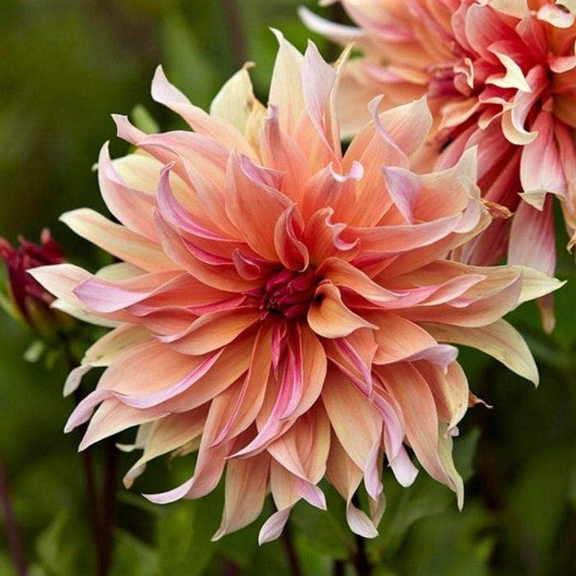 Dahlia Labyrinth Flower Seeds, Exotic Mix BSL1 100+ Seeds - Made in USA ...