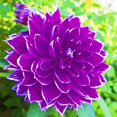 thumbnail image 1 of Dahlia, Low Maintenance - Easy Grow - Ideal for Beds Borders, Plant Pots & Planters, 1 of 2