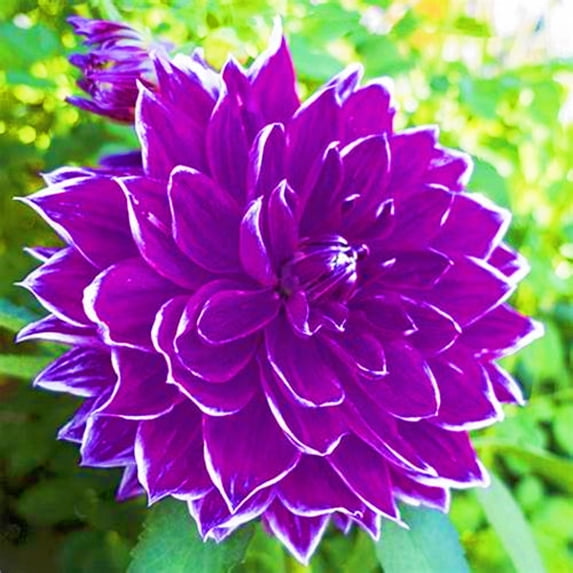 Dahlia, Low Maintenance - Easy Grow - Ideal for Beds Borders, Plant Pots & Planters