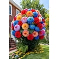 thumbnail image 1 of Dahlia, Low Maintenance - Easy Grow - Ideal for Beds Borders, Plant Pots & Planters, 1 of 5
