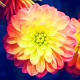 thumbnail image 1 of Dahlia, Low Maintenance - Easy Grow - Ideal for Beds Borders, Plant Pots & Planters, 1 of 2