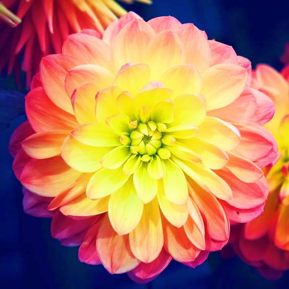 Dahlia, Low Maintenance - Easy Grow - Ideal for Beds Borders, Plant Pots & Planters